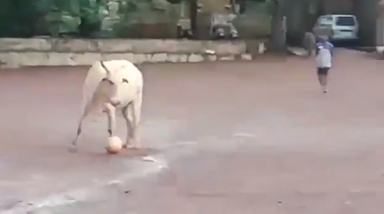 COW PLAYING FOOTBALL